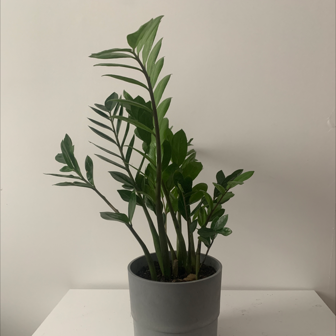 Zamioculcas Zamiifolia plant photo by @k0n0pka named ZAMI on Greg, the plant care app.