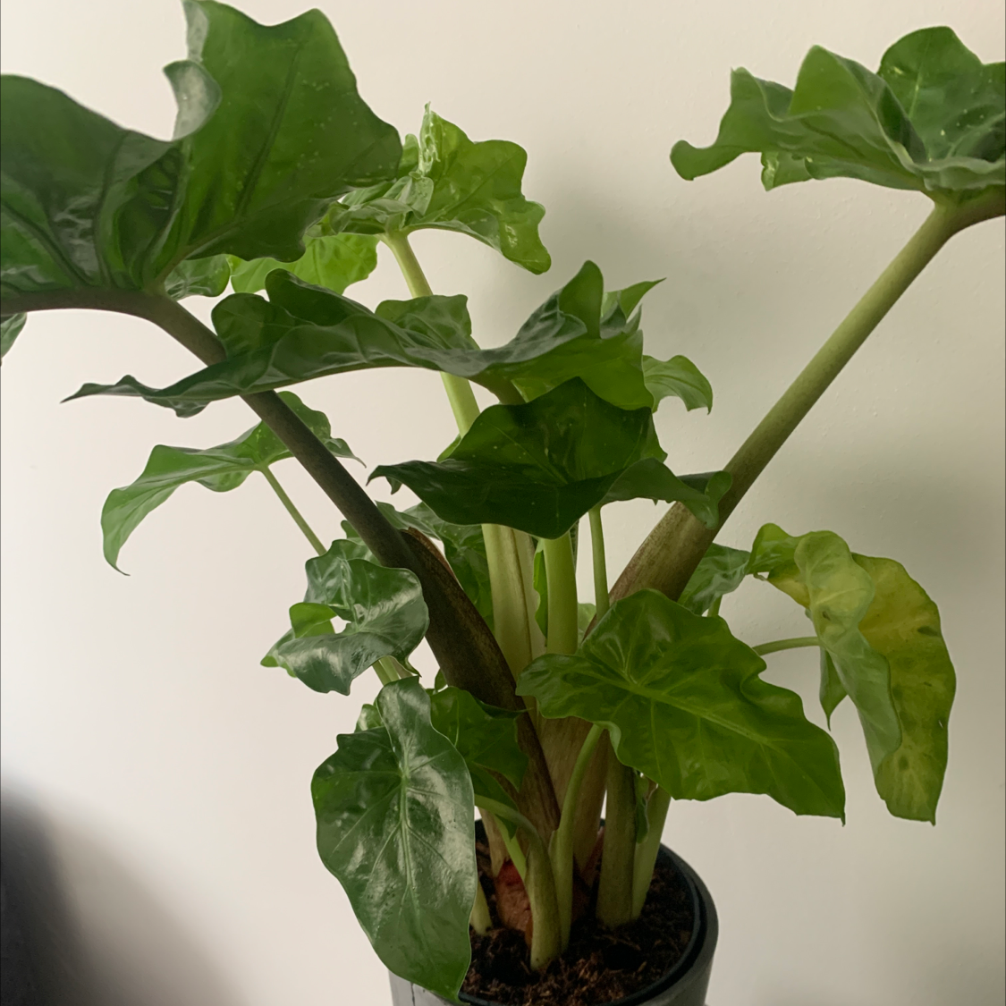 Alocasia 'Portora' plant with large green leaves, some yellowing, potted with visible soil.