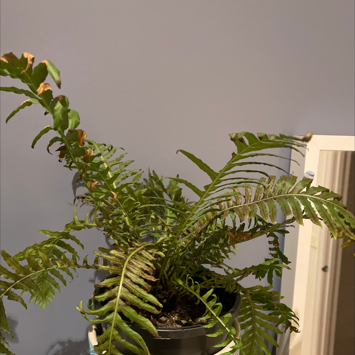 Photo of the plant species ET Fern by Rowina named Christmas boi on Greg, the plant care app