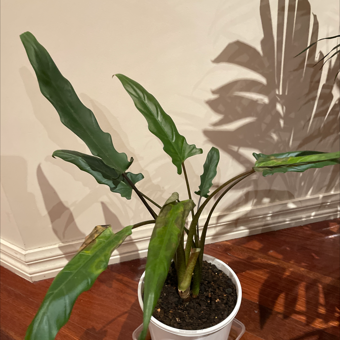 Potted Purple Sword plant with elongated, wavy leaves and some browning tips.