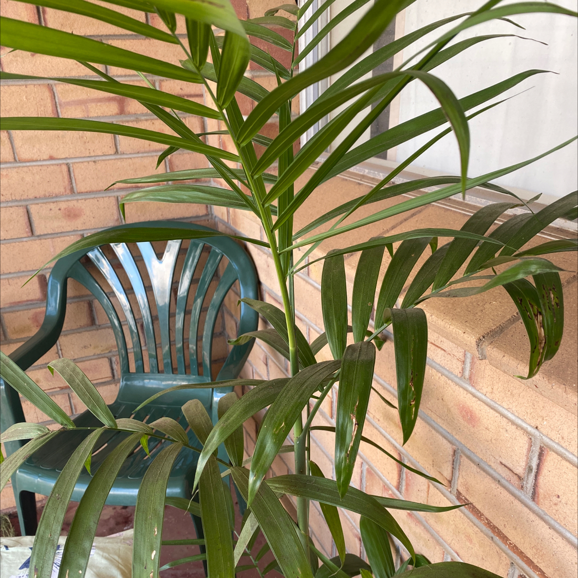 Bamboo Palm plant on a patio with a brick wall and plastic chair in the background.