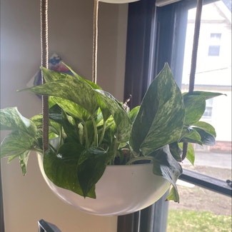 Marble Queen Pothos plant in Rochester, New York