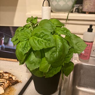 Sweet Basil plant in Rochester, New York
