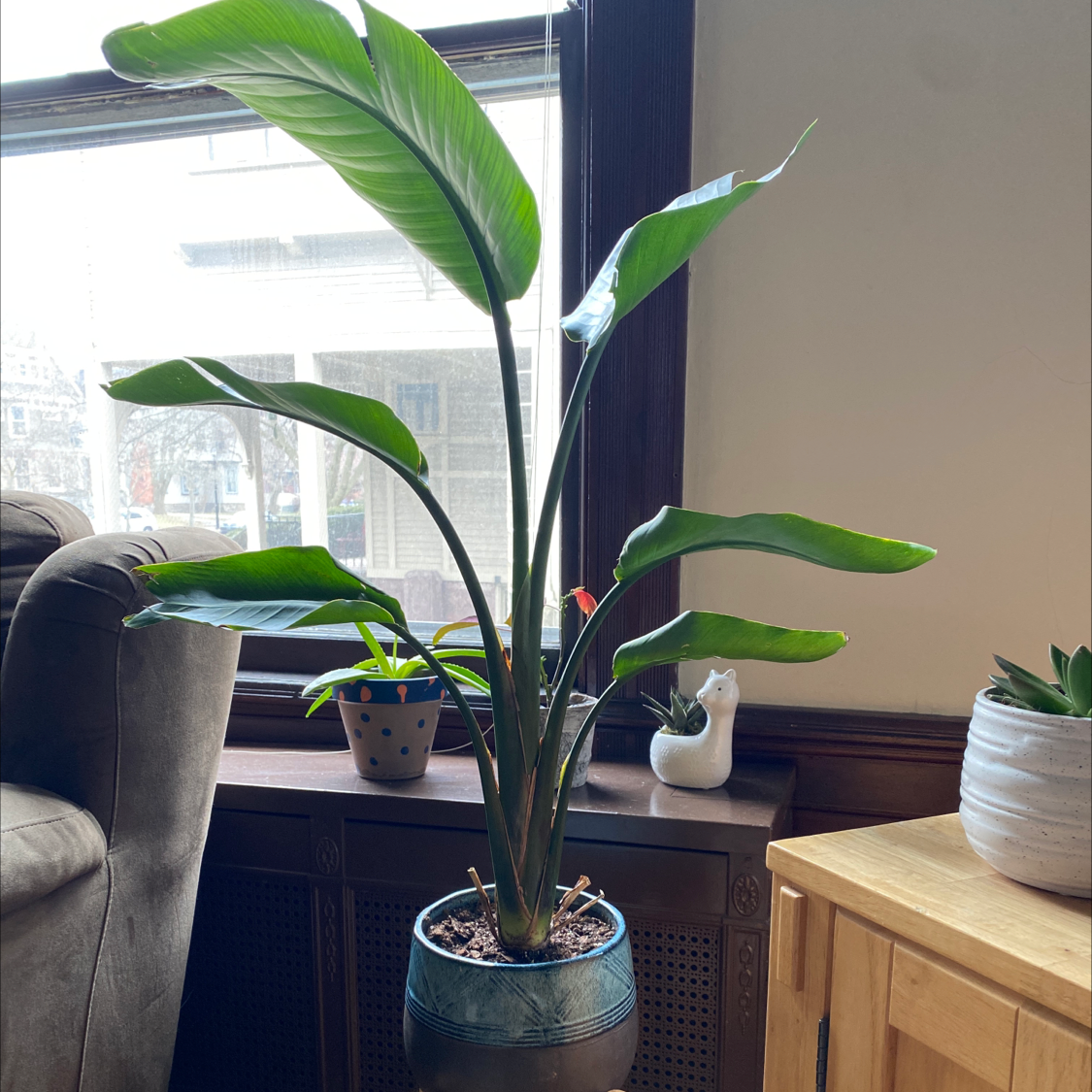 A large, healthy White Bird of Paradise plant with glossy green leaves in a blue pot sits on a window ledge.