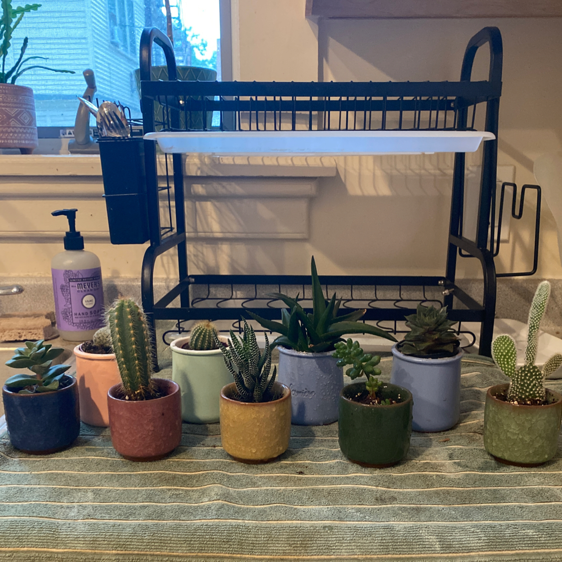 Collection of small, healthy potted cactus plants in various colors and shapes on a wooden table with a blue dish rack in the background.