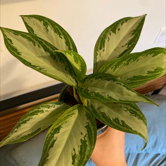 Chinese Evergreen plant in Rochester, New York