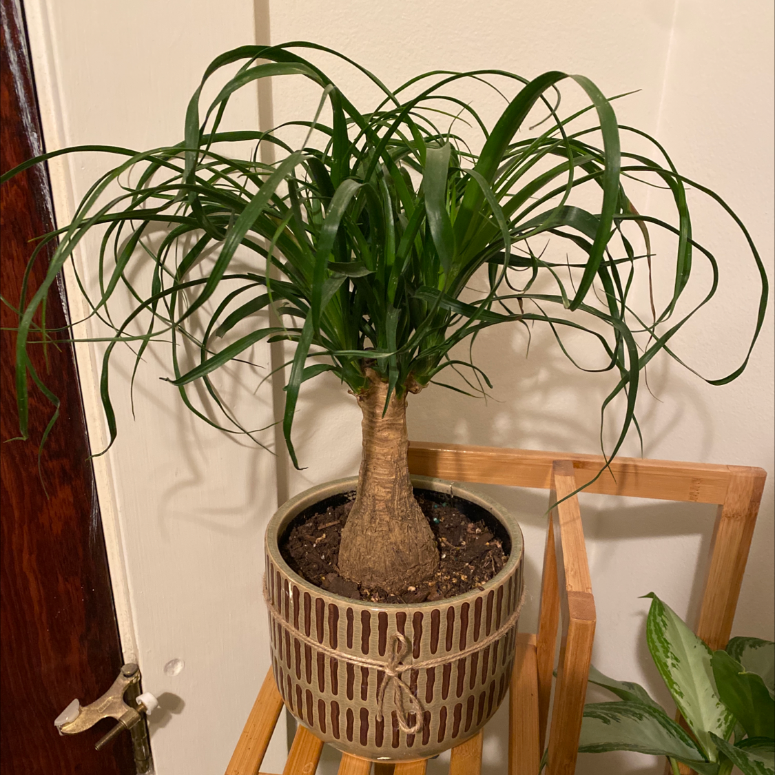 why-are-my-ponytail-palm-leaves-curling