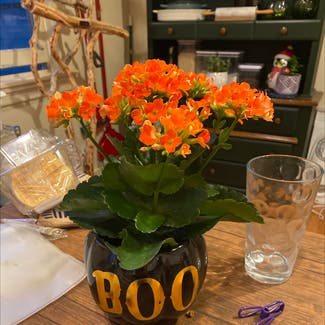Florist Kalanchoe plant in Rochester, New York