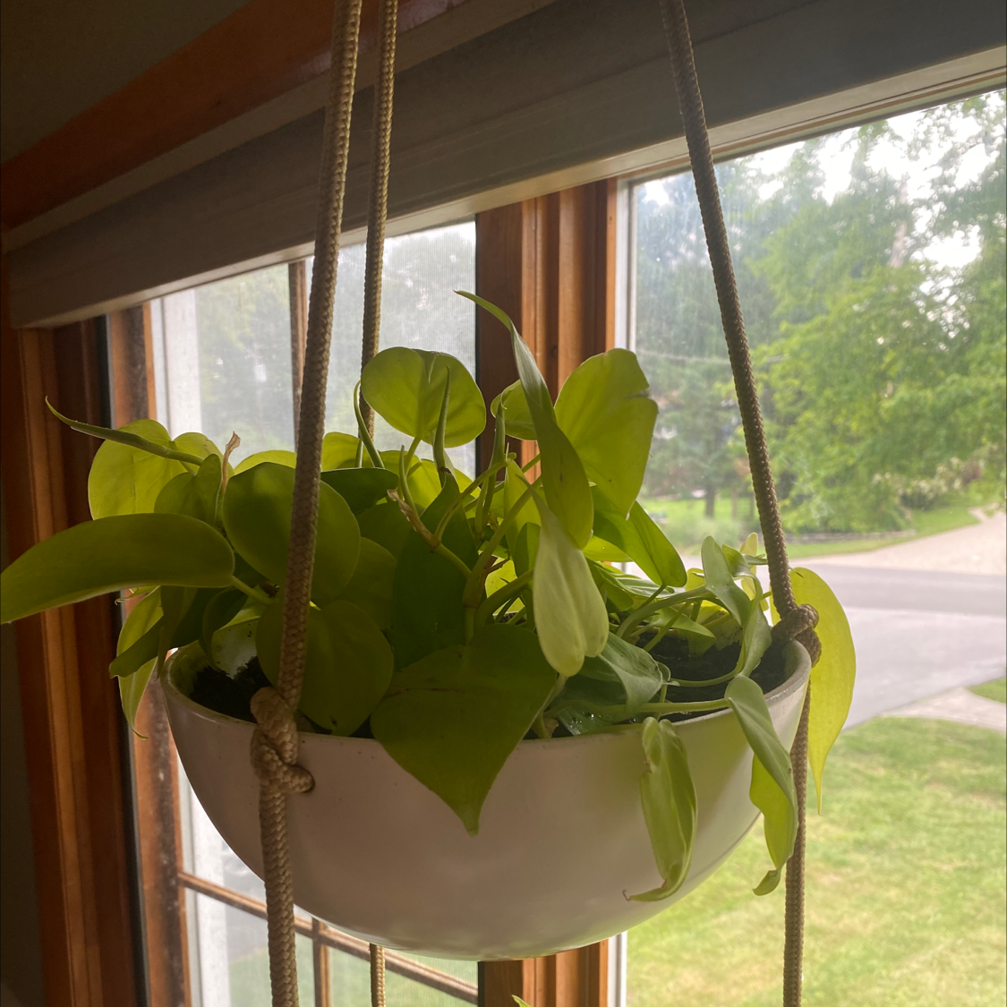 Philodendron Lemon Lime plant in a hanging pot near a window, appearing healthy.