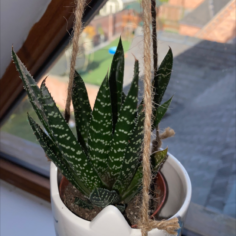 Bredasdorp Gasteria plant in a hanging pot with green leaves and white spots.