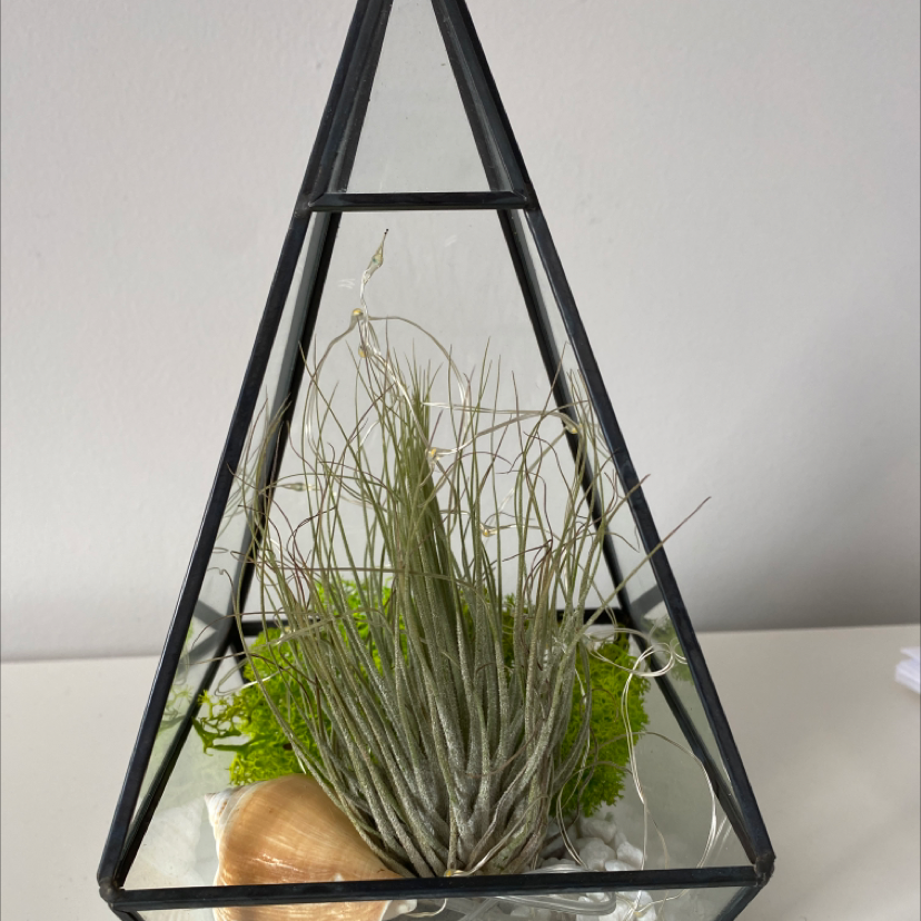 Spreading Airplant (Tillandsia recurvata) in a geometric terrarium with moss and a shell.
