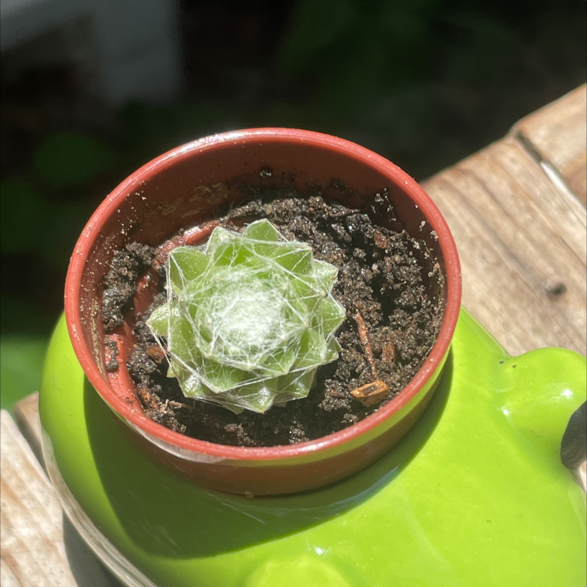 Photo of the plant species Cobweb Hens and Chicks by @Sockeey named Your plant on Greg, the plant care app
