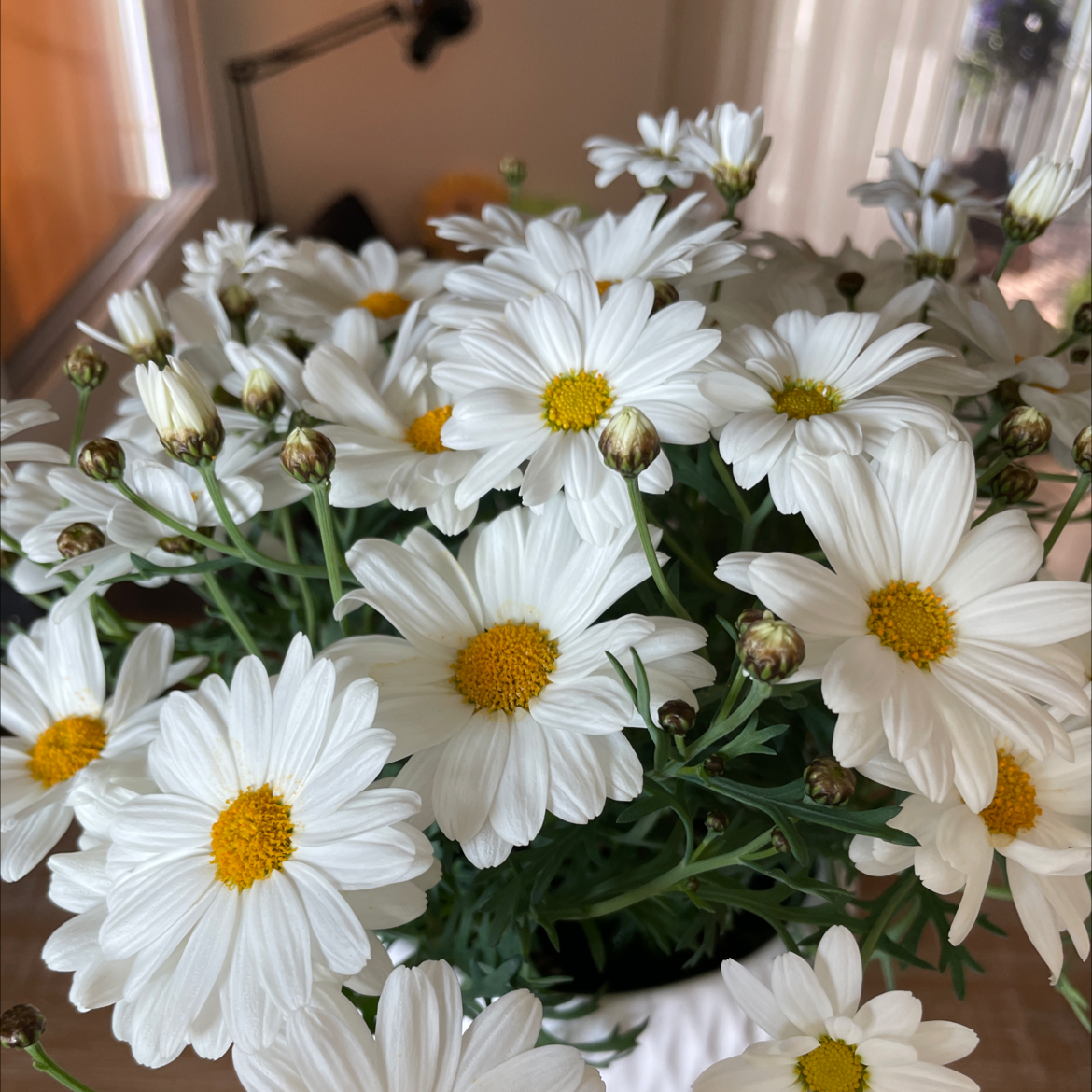 Healthy Marguerite Daisy with white flowers and yellow centers.