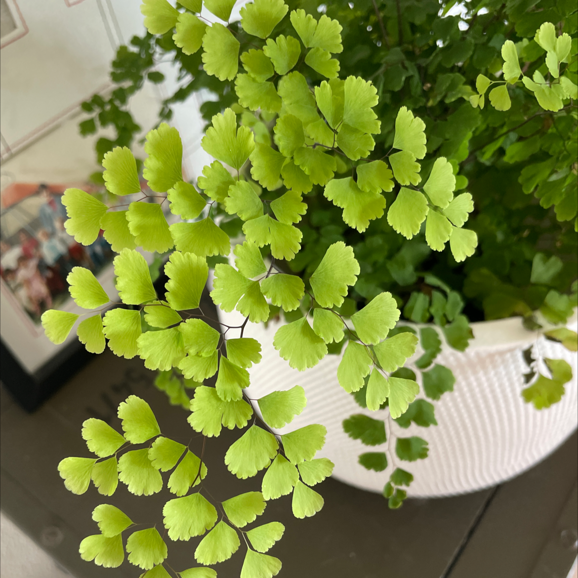 Healthy Hemionitis raddiana plant with vibrant green leaves in a white pot.