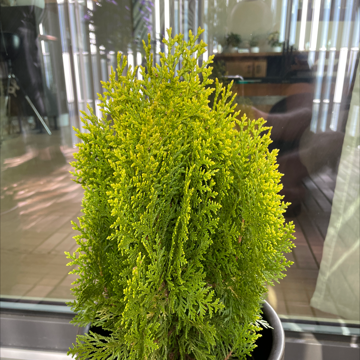 Photo of the plant species Oriental Arborvitae by Thomas named Darwin on Greg, the plant care app
