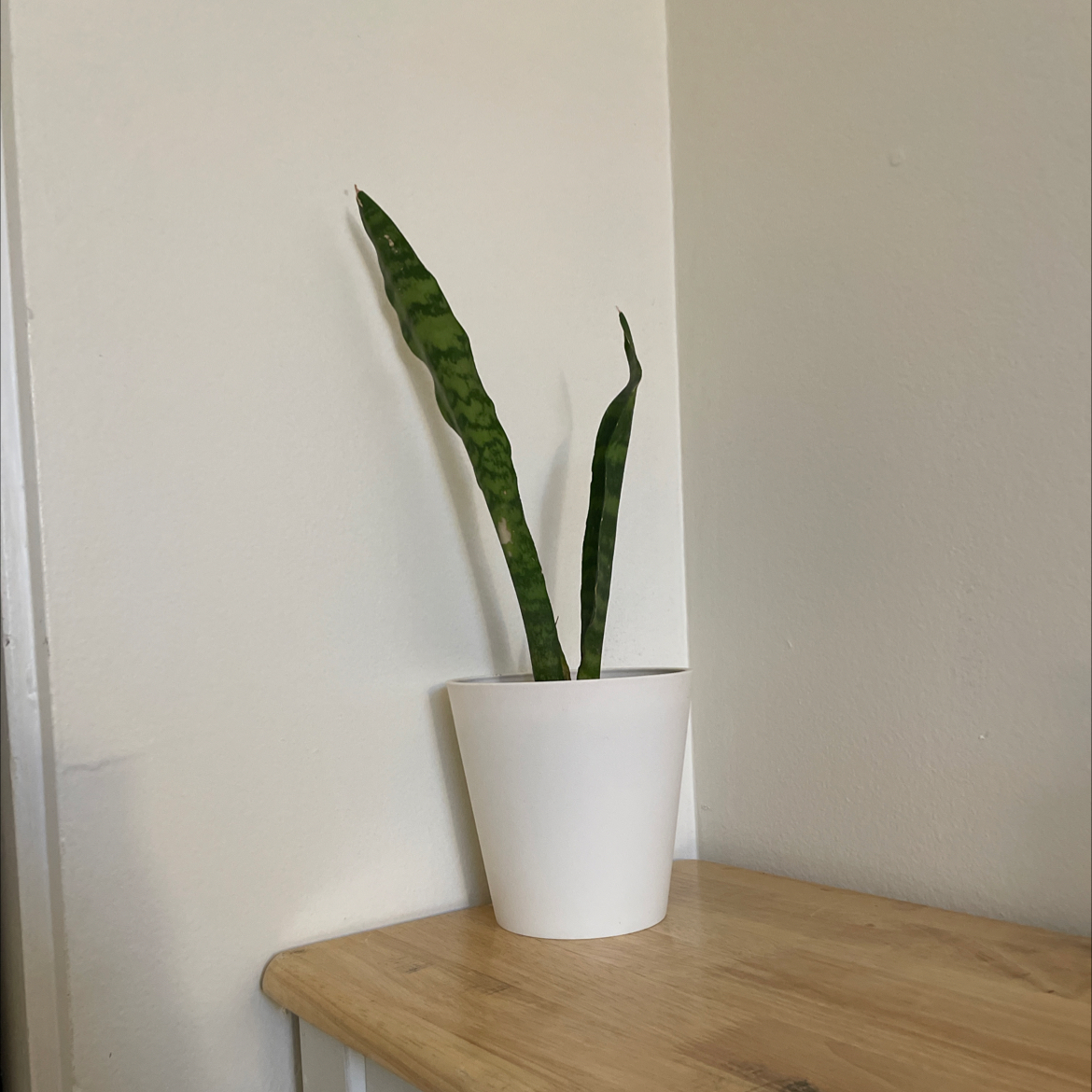 Snake Plant plant photo by @yuiiiiiink named Howl on Greg, the plant care app.