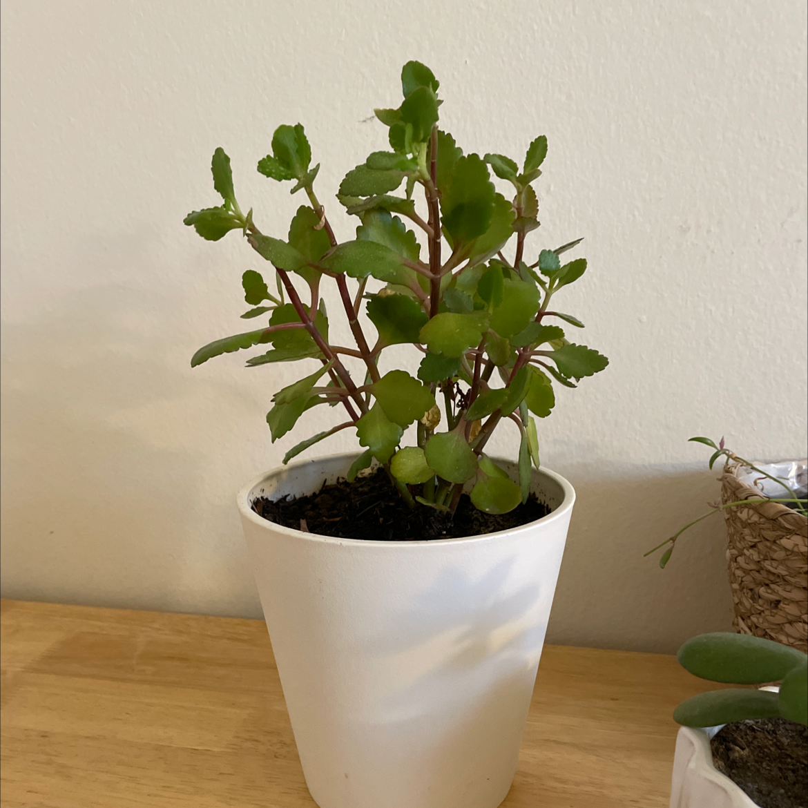 Florist Kalanchoe plant photo by @yuiiiiiink named Juno on Greg, the plant care app.