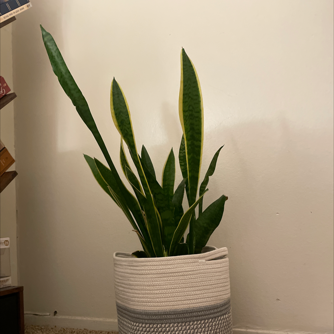 Snake Plant plant photo by @yuiiiiiink named Plutus on Greg, the plant care app.