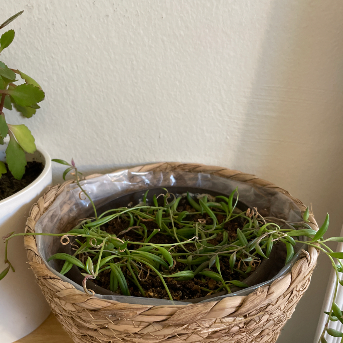 String of Bananas plant photo by @yuiiiiiink named Apollo on Greg, the plant care app.