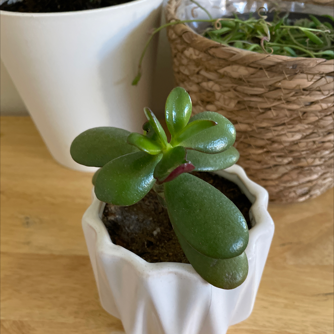 Lucky Plant plant photo by @yuiiiiiink named Marcel on Greg, the plant care app.