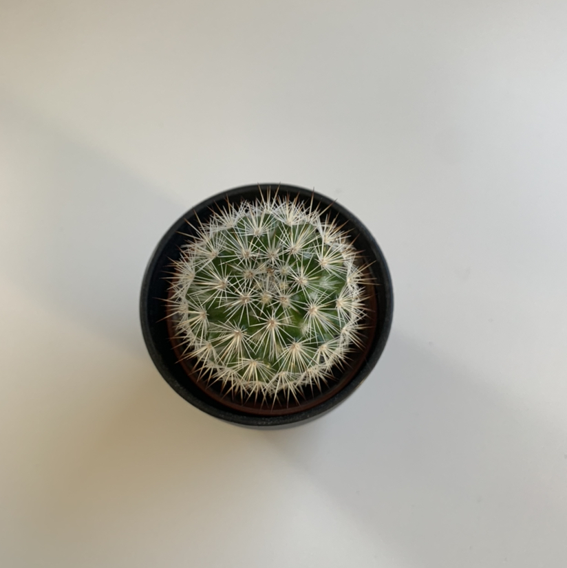 Photo of the plant species Echinopsis mamillosa by @saraah.hunter named teddy on Greg, the plant care app