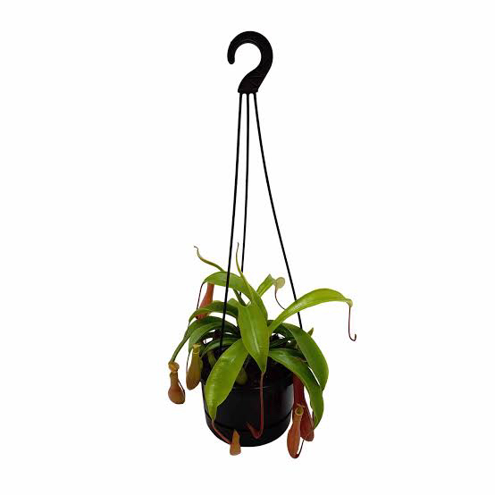 Photo of the plant species Nepenthes inermis by @Msmaddy named Kobe on Greg, the plant care app
