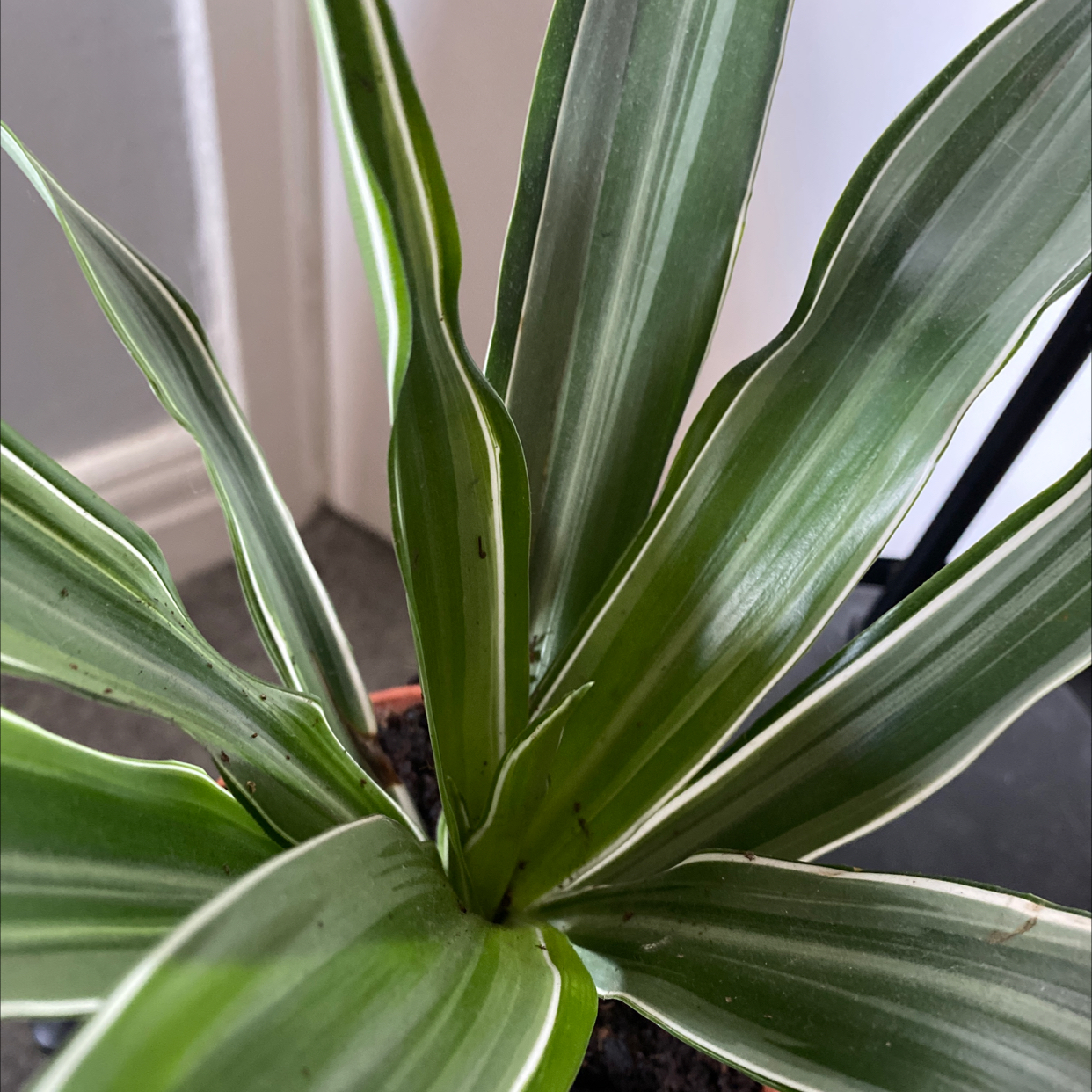 Dracaena 'Warneckii' plant with healthy green and white striped leaves.