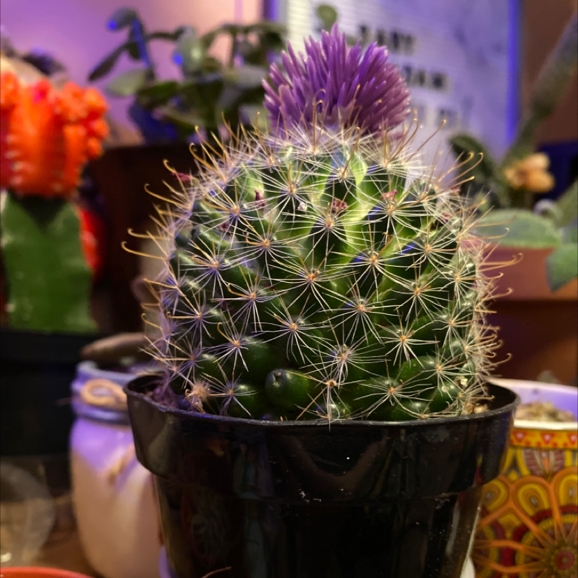 Pincushion Cactus in a black pot with a purple flower on top, surrounded by other plants.