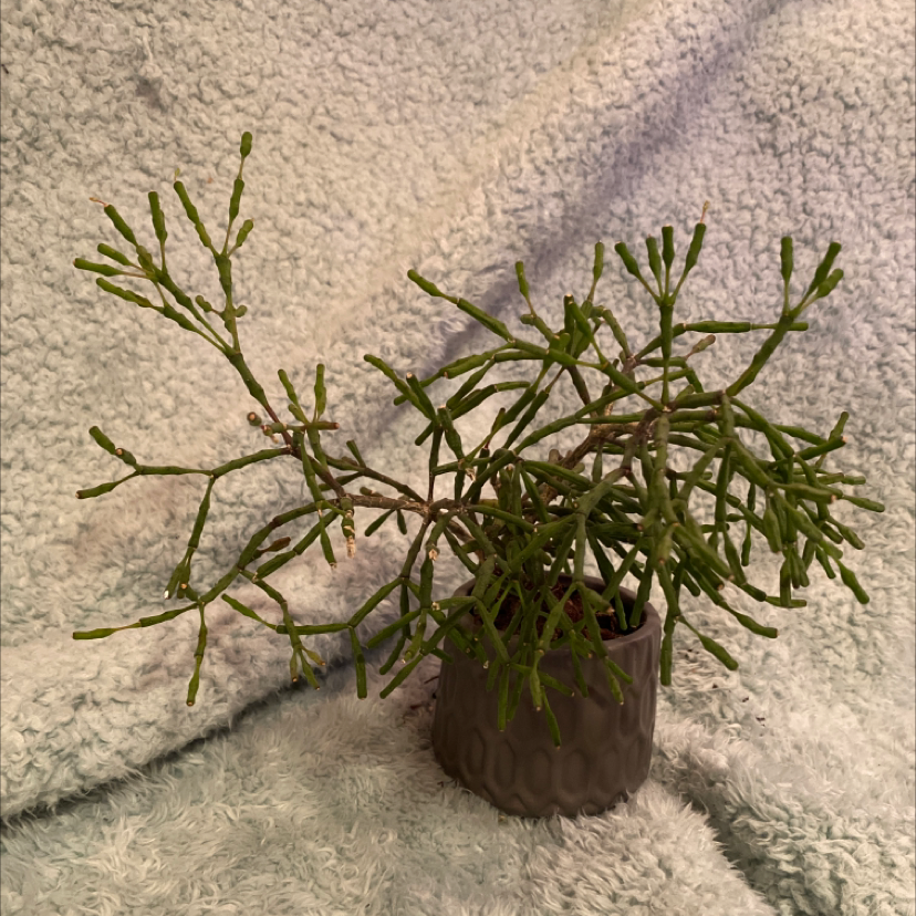 Potted Dancing Bones plant with thin, segmented green stems.