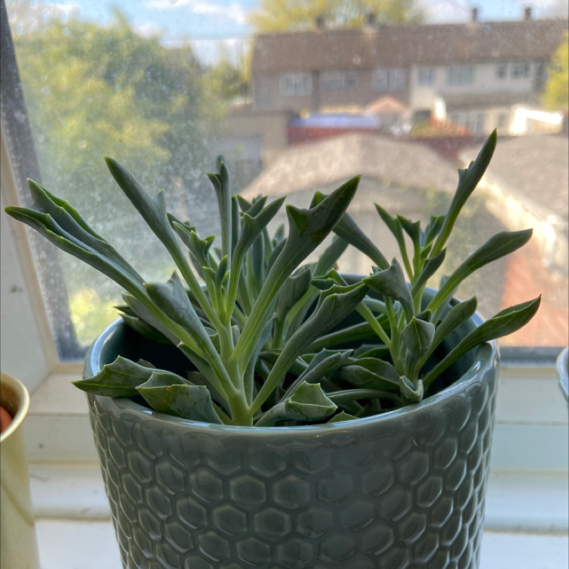 A healthy Felt Bush plant in a pot on a windowsill with a view outside.