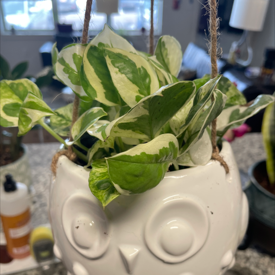 Pearls and Jade Pothos plant in a white owl-shaped pot with variegated green and white leaves.