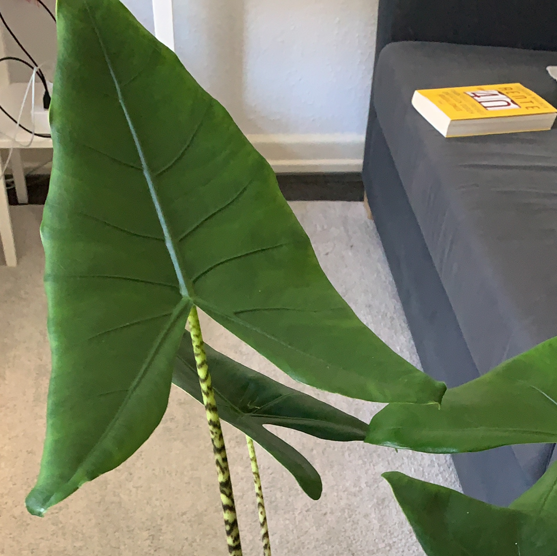 Green Velvet Alocasia plant with large, healthy green leaves.