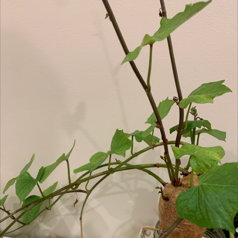 Close-up of a healthy sweet potato vine plant with vibrant green leaves and robust stems, showing no signs of discoloration or damage.
