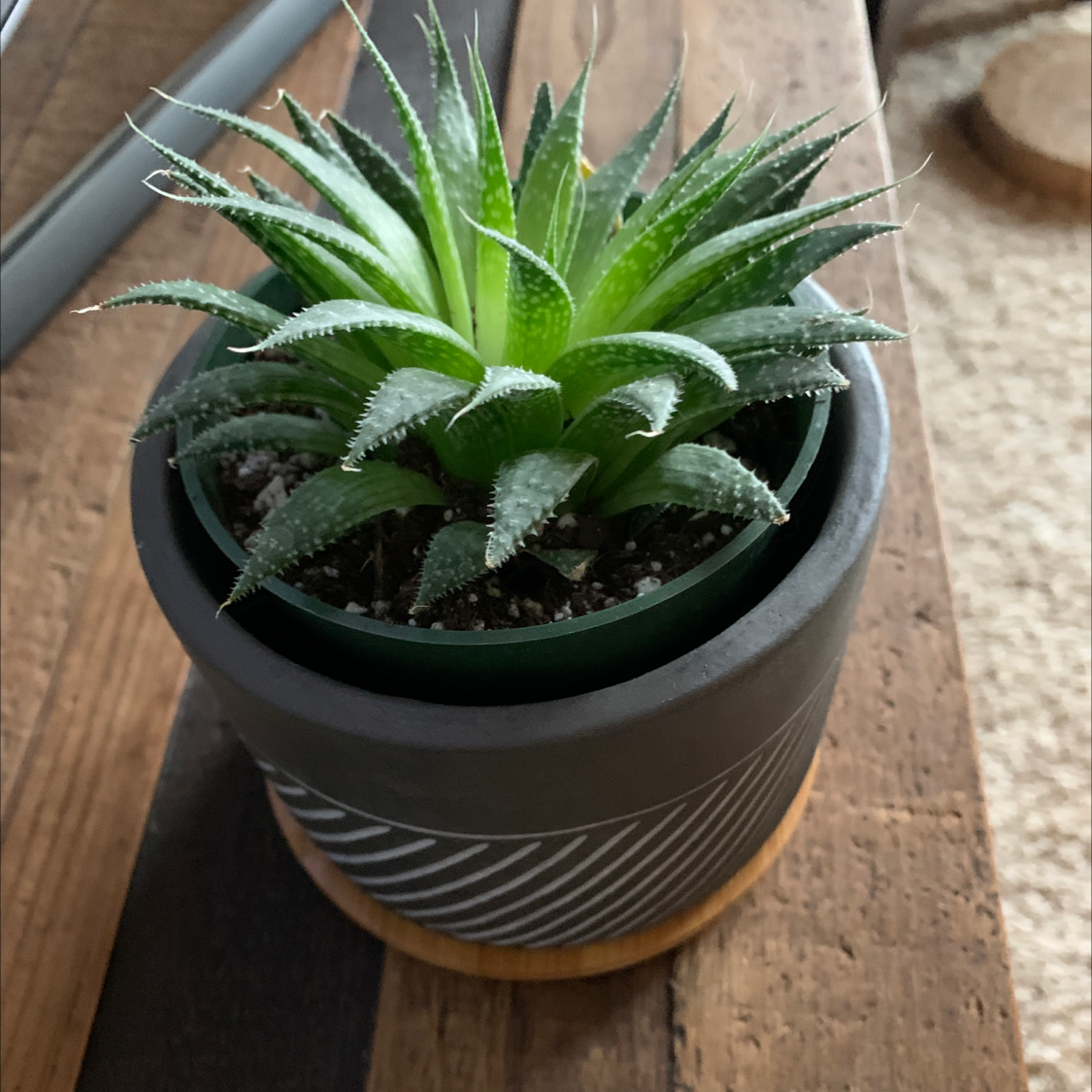 Healthy Zebra Plant succulent with dark green leaves striped white, in a small round pot with visible soil.