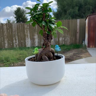 Ficus Ginseng plant in Diamond Bar, California