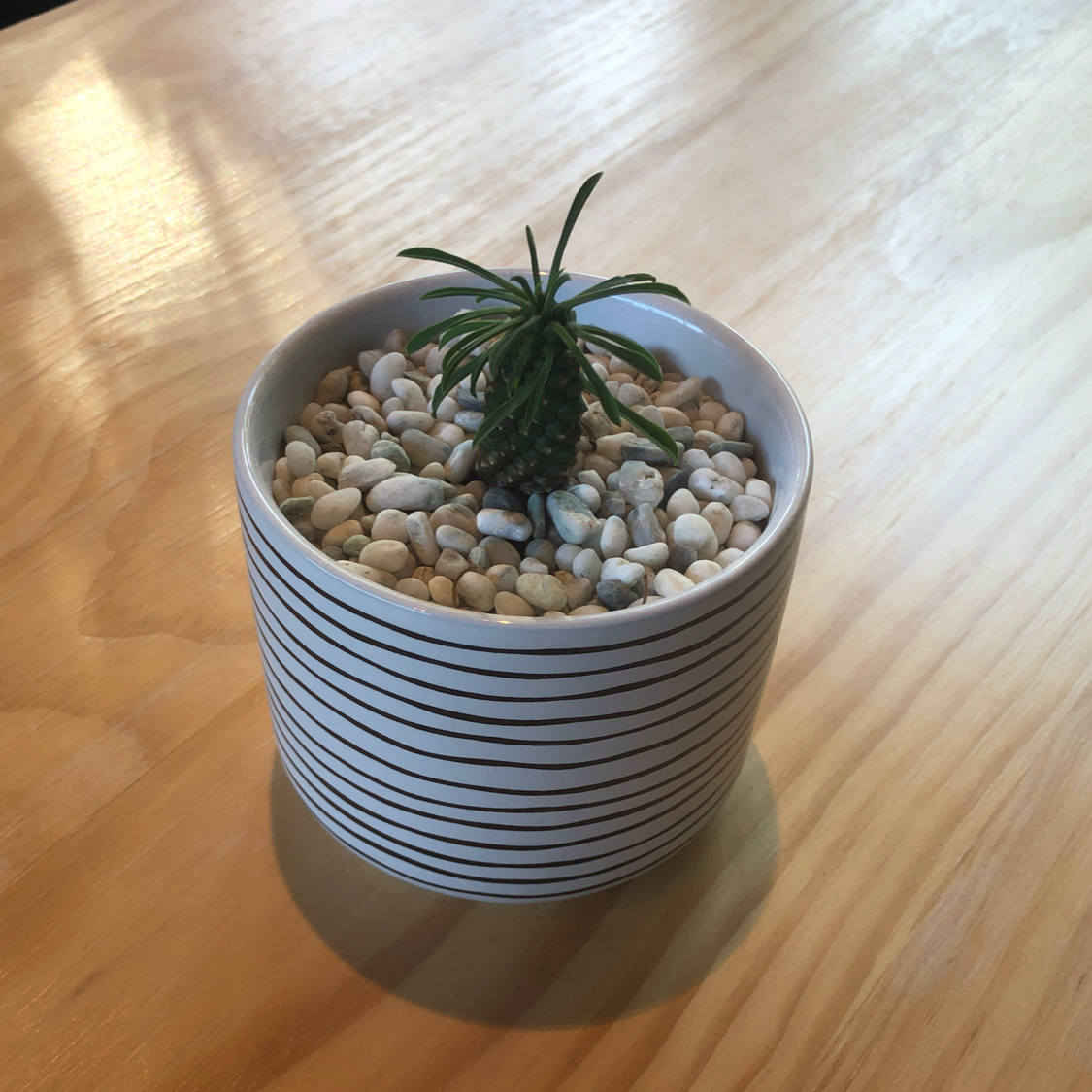Photo of the plant species Euphorbia loricata by @julianashary named Tropica on Greg, the plant care app