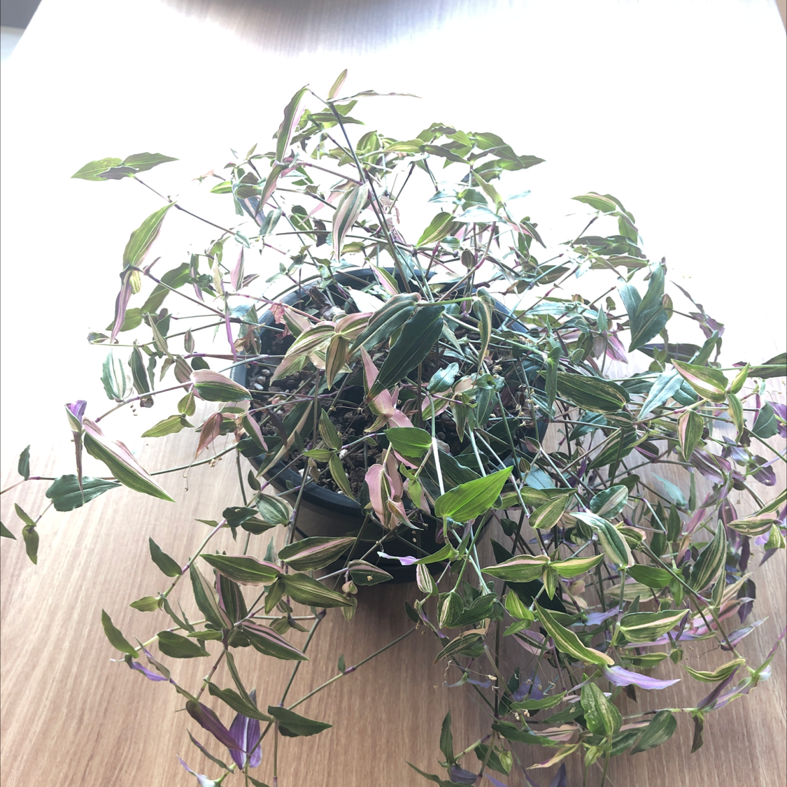 Tahitian Bridal Veil plant in a pot with some leaf discoloration and visible soil.