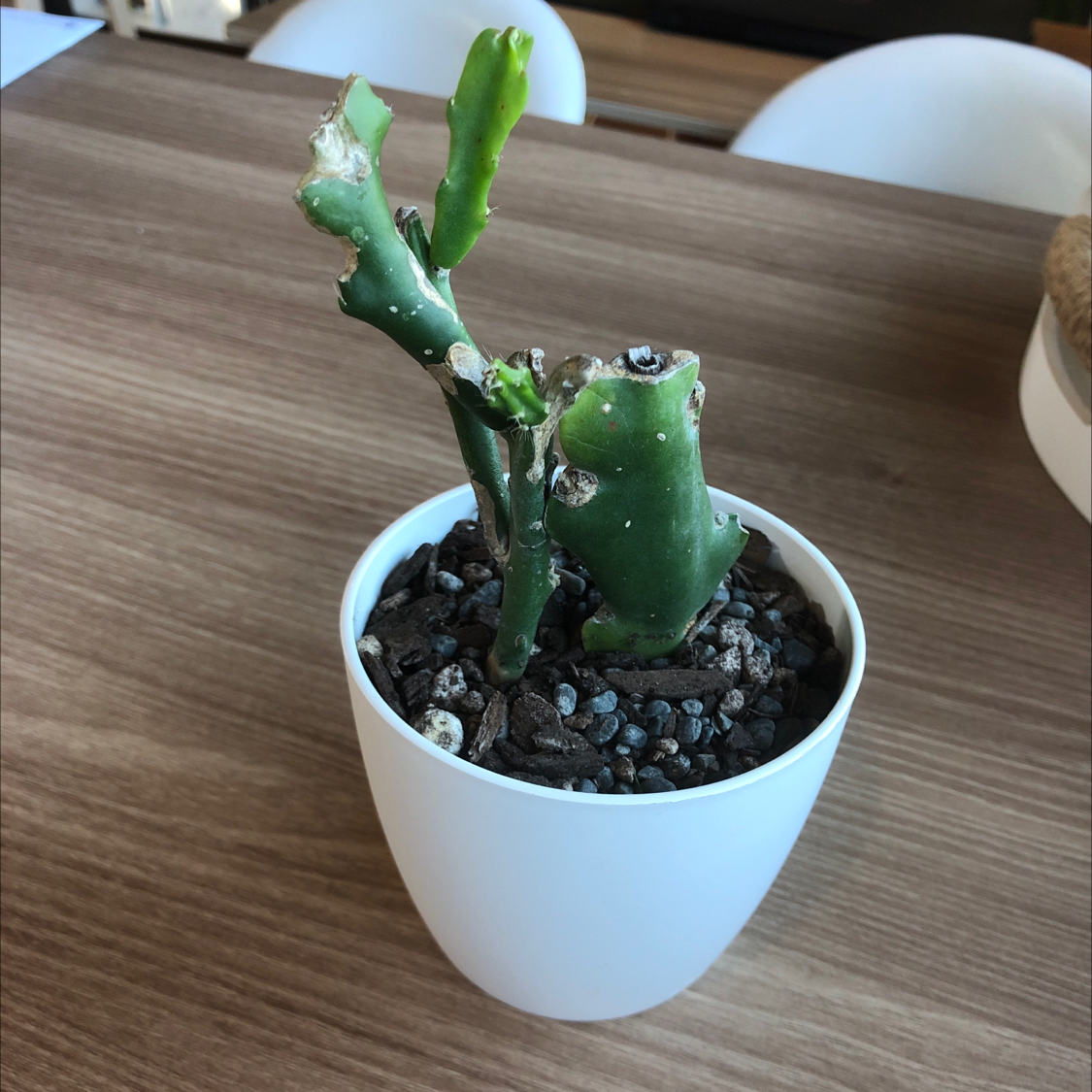Potted Brazilian Pricklypear with visible browning and potential pest damage.