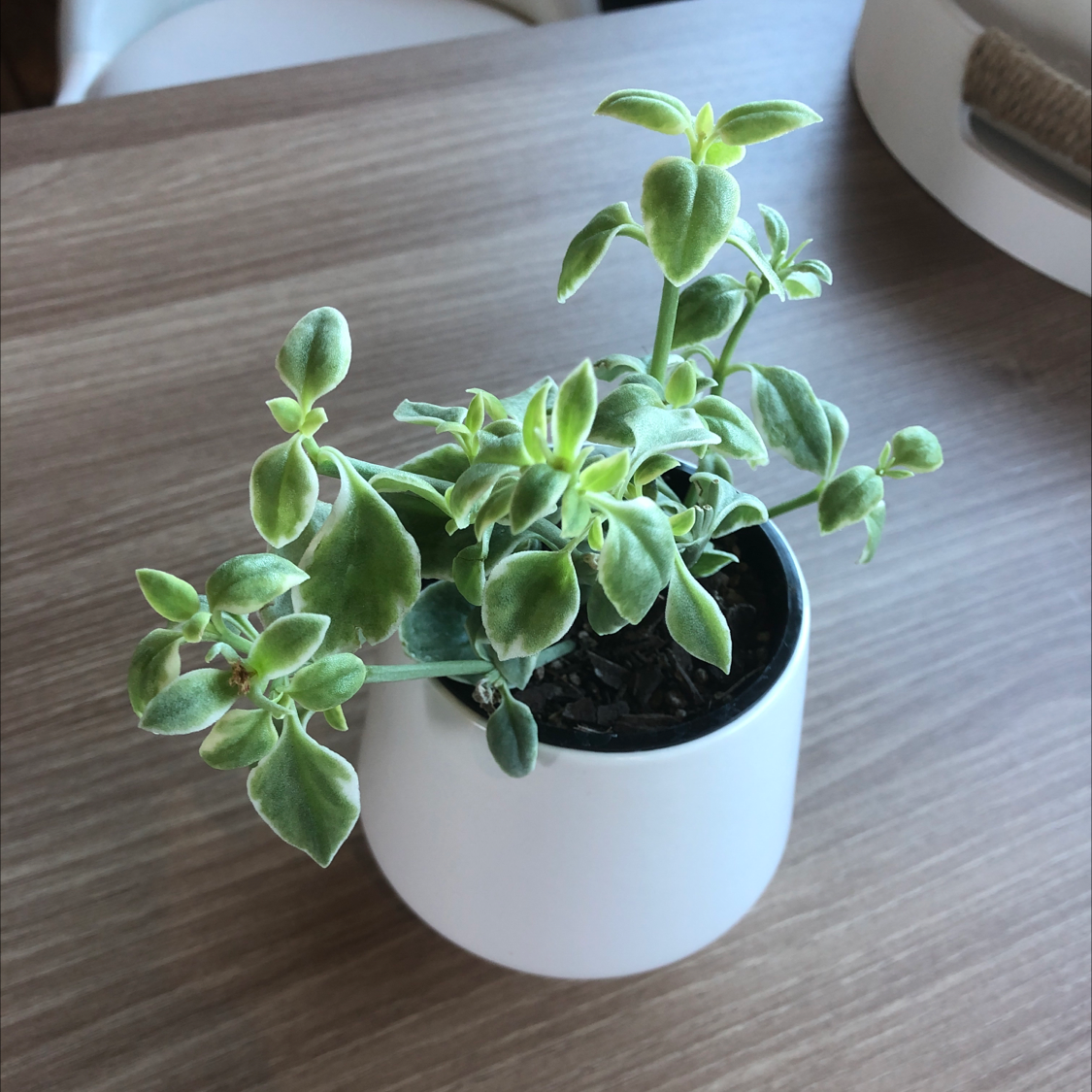 Photo of the plant species Baby Sun Rose by @julianashary named Bule on Greg, the plant care app