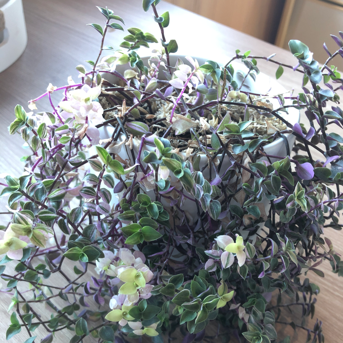 Creeping Inch Plant Care Water Sunlight And Nutrients