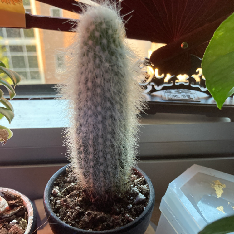 Silver Torch Cactus in a pot with visible soil, well-framed and in focus.