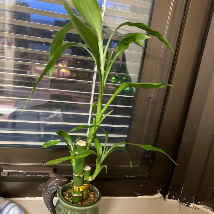 Lucky Bamboo plant photo by @Paylor_Planter named Ein on Greg, the plant care app.