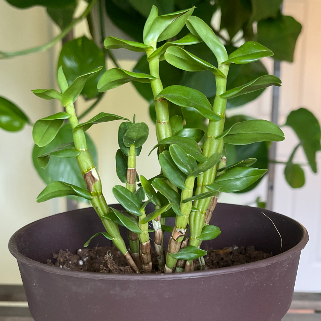 Photo of the plant species Dancing-Lady Orchid by @purelypeter named Eleodoro on Greg, the plant care app