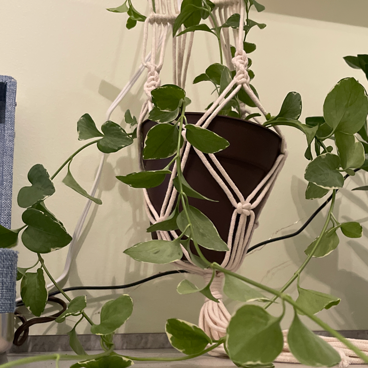 Your Variegated Vinca Vine's Light Needs