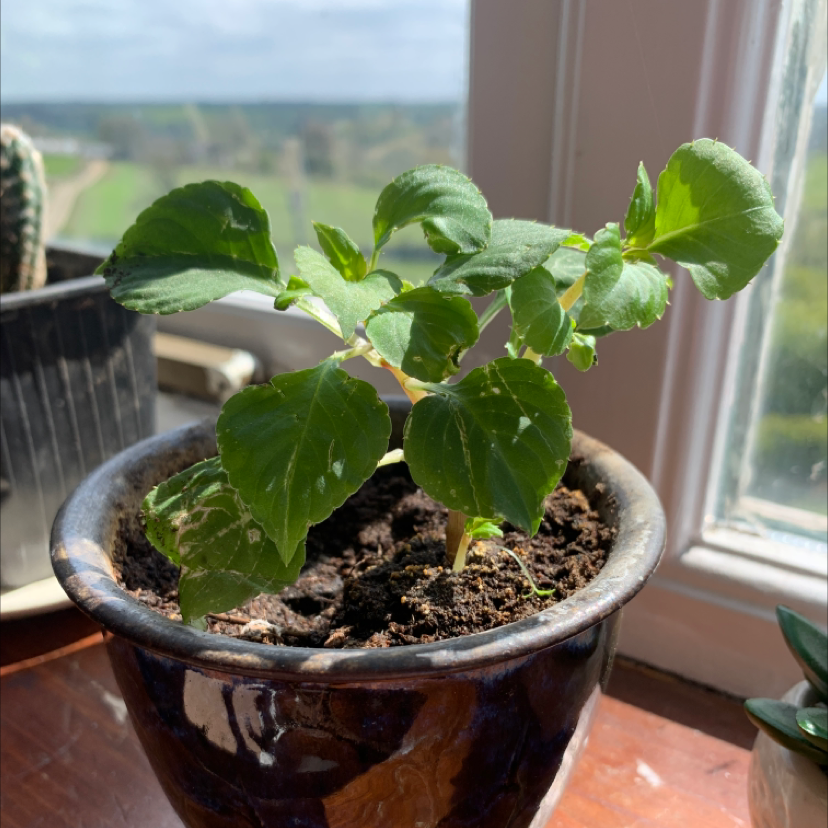 Potted Buzzy Lizzy plant on a windowsill with visible soil and some leaf discoloration.