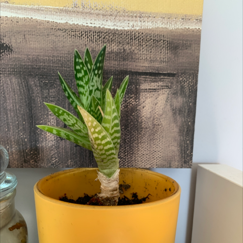 Tiger Aloe plant in a yellow pot with vibrant green leaves and white stripes.