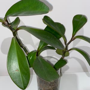 Jelly Plant plant photo by Jenhaynes named Peperomia clusiifolia on Greg, the plant care app.