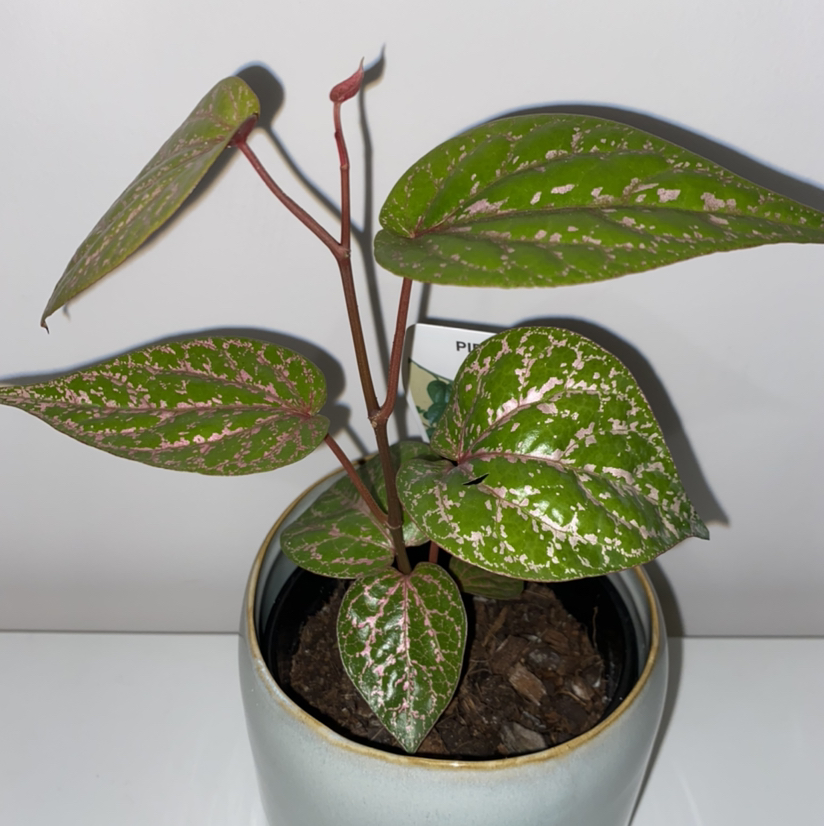 Photo of the plant species Piper Crocatum by @JenHaynes named Piper on Greg, the plant care app
