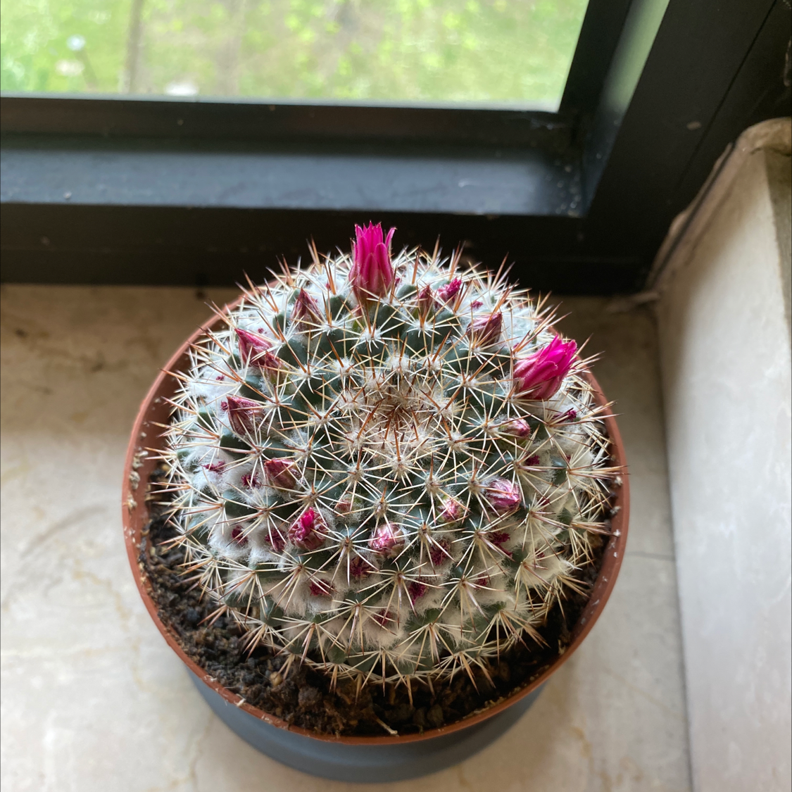 Photo of the plant species Mammillaria Haageana by @ariannasplants named Giorgio on Greg, the plant care app
