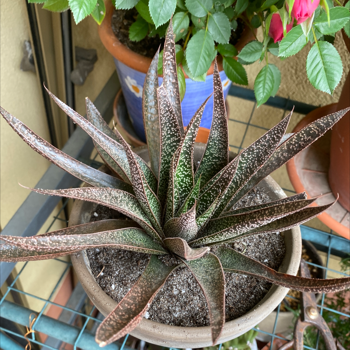 Photo of the plant species Bredasdorp Gasteria by @ariannasplants named Lazzara on Greg, the plant care app
